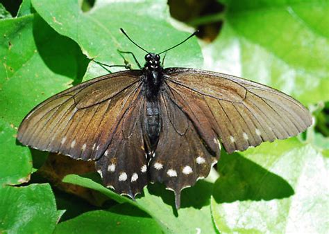 Pipevine Swallowtail on its host plant - Battus philenor - BugGuide.Net