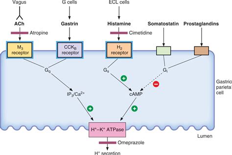 Famotidine Mechanism Of Action - slideshare