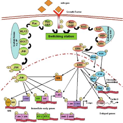 Map Signaling Pathway