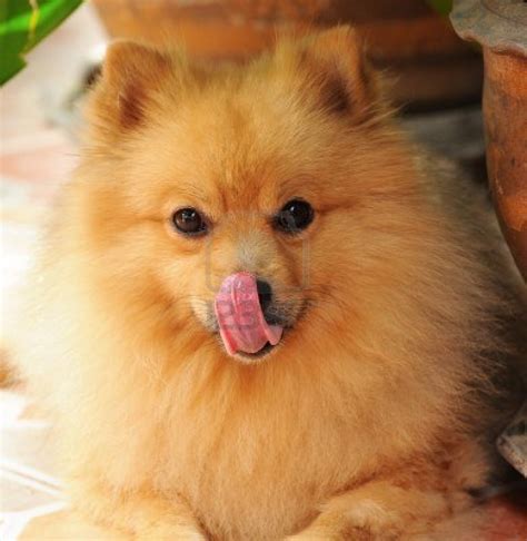 Cute Dogs: Pomeranian dog