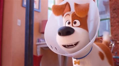 The Secret Life of Pets 2 trailer: Get ready for a joy-filled ride with ...