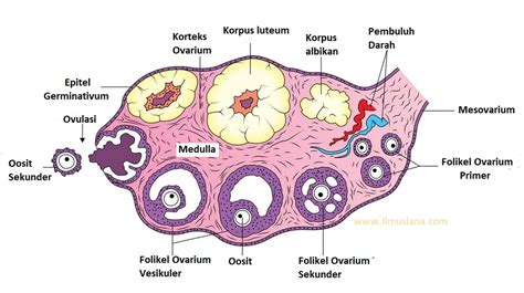 Pada Ovarium Proses Pertumbuhan Folikel Dipacu Oleh - Homecare24