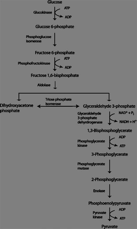 Glycolysis Cycle