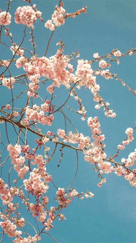 Cherry Blossom Iphone Spring Wallpaper, Htc Wallpaper, Best Wallpaper Hd, Hd Cool Wallpapers ...