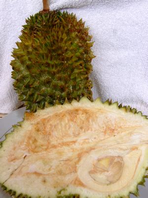 Durian Fruit from The Philippines