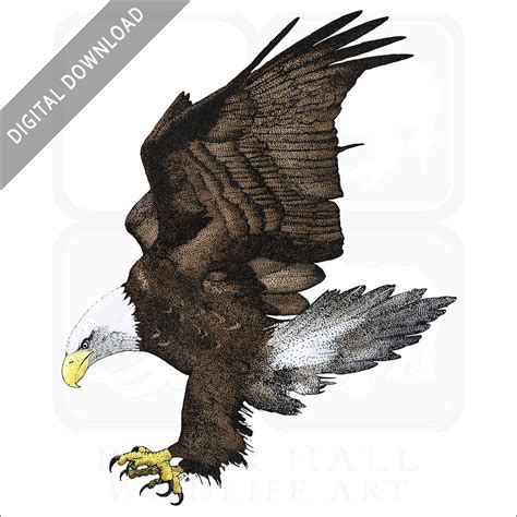 Stock Art Drawing of an American Bald Eagle - inkart