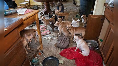 Animal Rescue Corps rescues nearly 50 dogs from abandoned Carthage home | WKRN News 2