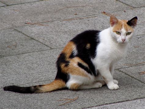 The Amazing Calico Cat - Cat Breeds in photographs