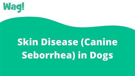 Skin Disease (Canine Seborrhea) in Dogs | Wag! - YouTube