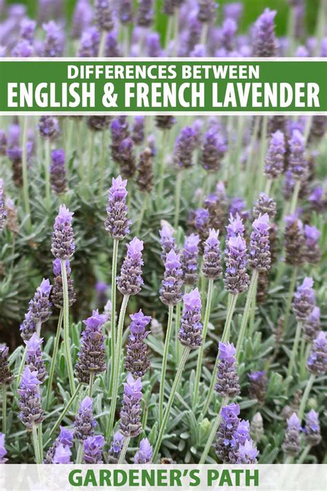 ¿Cuál es la diferencia entre la lavanda francesa y la inglesa? - Mi ...