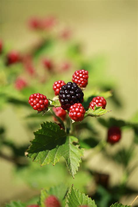 Blackberries, berries, fruits, macro, HD phone wallpaper | Peakpx