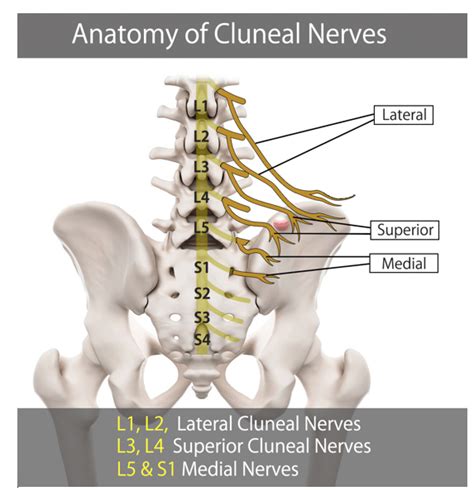 Cluneal Nerve Anatomy