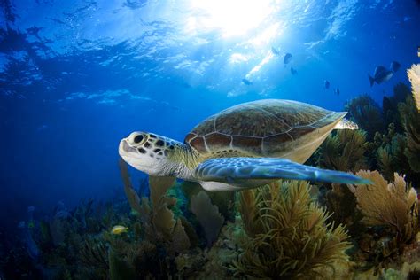 Endangered Sea Turtle Shot With Spear in Florida Upper Keys - Newsweek