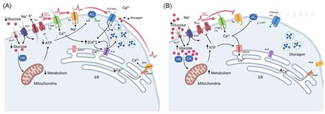 Regulation of α-cell glucagon secretion: The role of second messengers | Chronic Diseases and ...