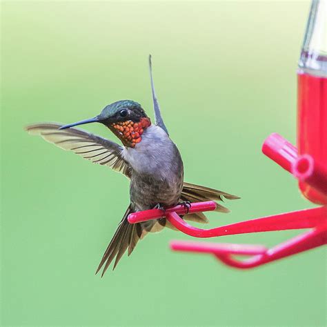 Male Ruby-throated Hummingbird 3 Photograph by Ronnie Maum