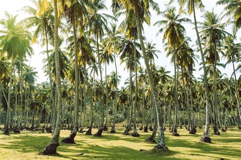 Premium Photo | Lawn and palm trees island tenerife loro parque. densely growing coconut trees ...