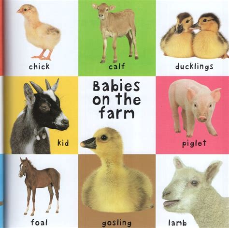 First 100 Animals (First 100...) (Paperback)