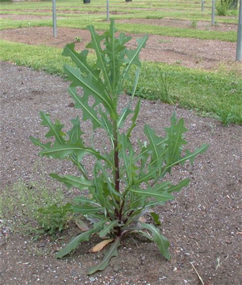 Lactuca serriola | UMass Amherst Landscape, Nursery & Urban Forestry Program