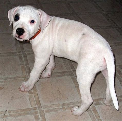 The Misunderstood and Tough Dogo Argentino Dog Breed | PetHelpful