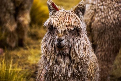 Wild Alpaca, Indigenous Animal in Cusco Peru Stock Image - Image of massif, awesome: 197416409