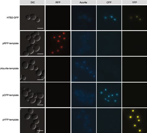 Conversion to different fluorescent tags using variants of the template... | Download Scientific ...