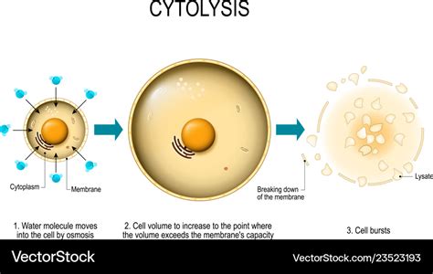 Cytolysis osmotic lysis Royalty Free Vector Image