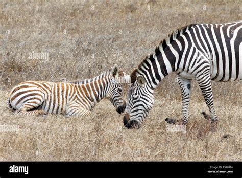 Zebras on Hearst Castle Land Stock Photo - Alamy