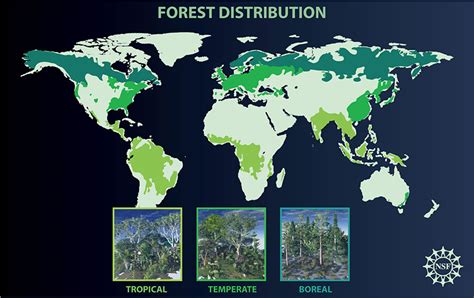 Scientists warn of unprecedented damage to forests across the world ...