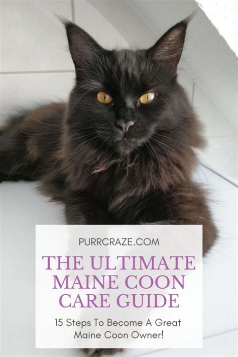 The Ultimate Maine Coon Care Guide - Purr Craze