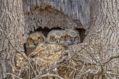 Great Horned Owl Adaptations – Structural and Behavioral Adaptations ...