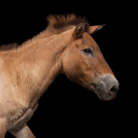 Przewalski's Horse | National Geographic