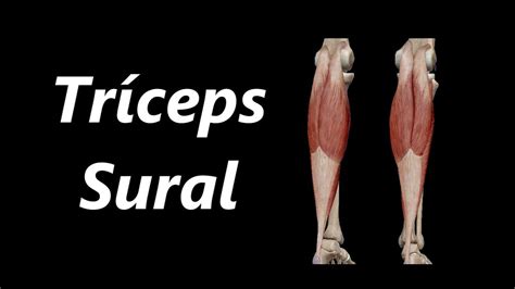 Anatomia do Tríceps Sural em 3D - YouTube