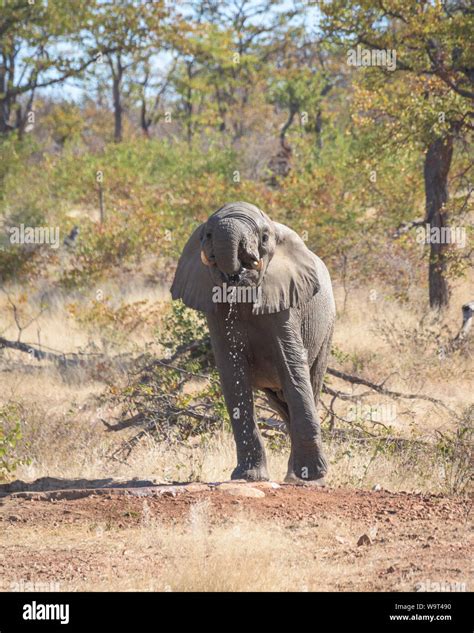 South-Africa Safari, Elephant Stock Photo - Alamy