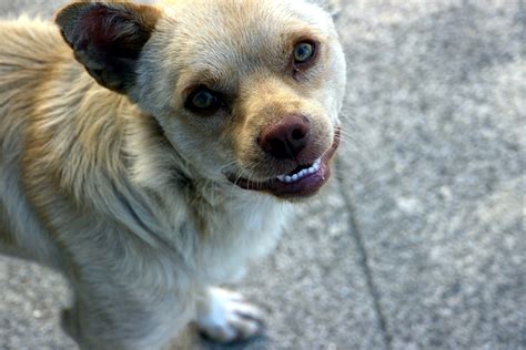 Dog Smile | Funny looking dog | zebarnabe | Flickr