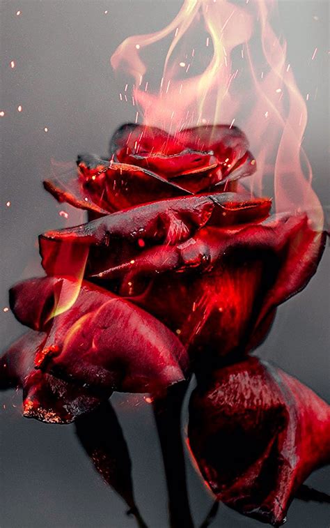 1080x1920 Burning Rose, fire, red flower wallpaper | Red roses wallpaper, Red flower wallpaper ...