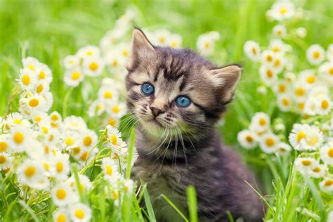 20 Interesting Cat Facts | Fun Facts About Cats | Petal Talk