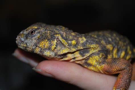 Uromastyx - Creature Care