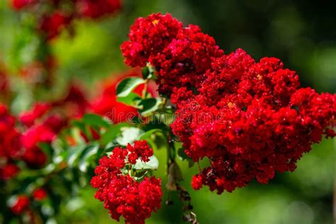 Beautiful Vibrant Red Flowers in Full Bloom Stock Photo - Image of tree, blossom: 188683672