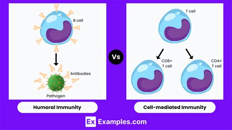 Humoral vs Cell mediated Immunity - Differences Explained