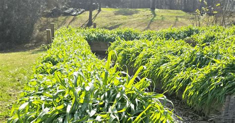 How to Use Cover Crops in Raised Beds · Hidden Springs Homestead