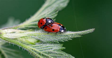 Ladybug Mating & Reproduction - Learn About Nature