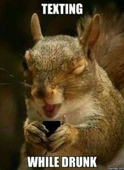 50 Top Squirrel Meme Joke Images and Pictures | QuotesBae