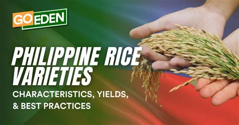 Philippine Rice Varieties: Characteristics, Yields, and Best Practices ...