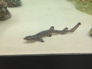 Coral catshark | Mote Marine Laboratory & Aquarium