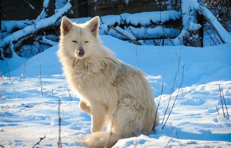 White Wolf on Snow Covered Ground · Free Stock Photo