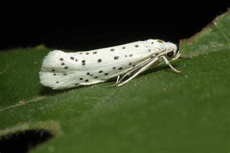 Ermine Moth Photograph by Christopher Borkowski - Fine Art America