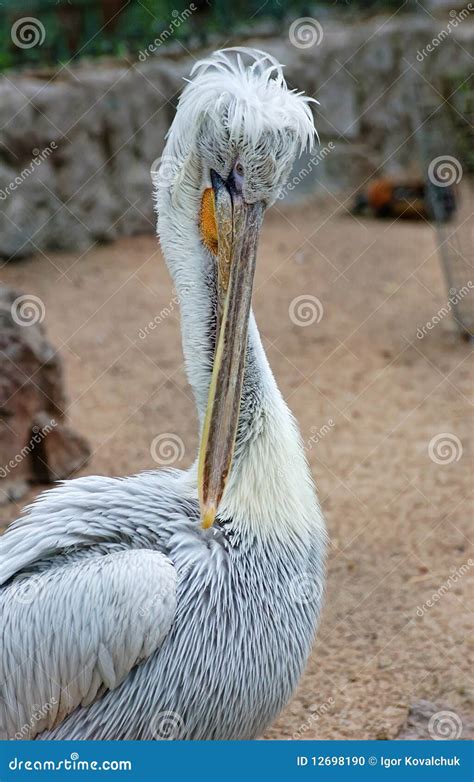 Pelican Cleans His Feathers Stock Photo - Image of clumsy, funny: 12698190