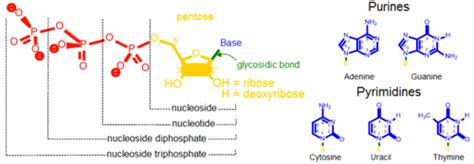 Nucleoside vs Nucleotide - Difference and Comparison | Diffen