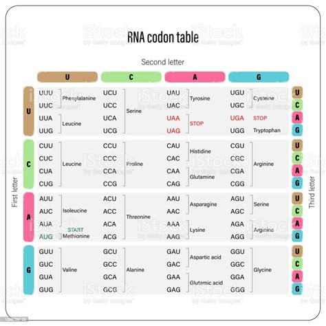 Rna Codon Table Vector Genetic Code Table The Three Bases Of An Mrna Codon Stock Illustration ...