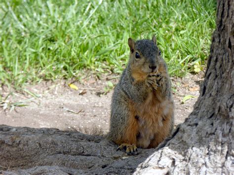 Squirrel Eating A Peanut Free Stock Photo - Public Domain Pictures